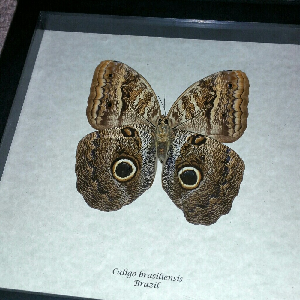 Real exotic framed butterfly